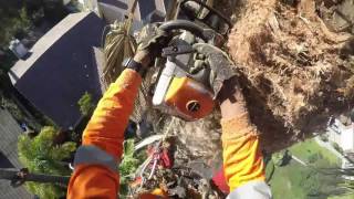 trimming mexican fan palm [upl. by Scornik]