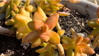 How I Propagated My Coppertone Stonecrop Plant [upl. by Reffinej]