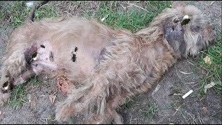 Rescue of a Distressed Dog Struck by a Car Comatose and Swarmed by Flies on the Street [upl. by Derrek379]