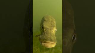 Put a GoPro underwater and see what happens  pike fishing underwater gopro [upl. by Ahsinahs]