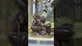 Adding Isopods into my crested geckos enclosure reptiles terrarium vivarium gecko viral fyp [upl. by Settle]