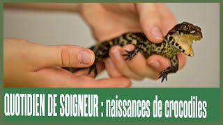 Quotidien de soigneur  Naissance de Crocodiles nain dAfrique [upl. by Solegna]