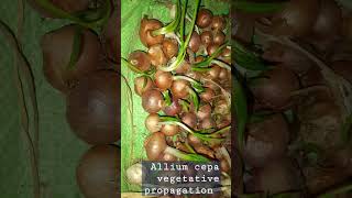 Allium cepa onion vegetative propagation [upl. by Nylyak]