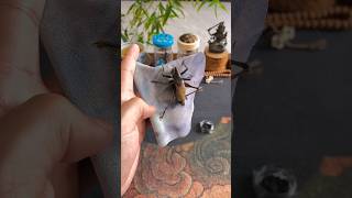 Why do people keep crickets 🦗 shortsvideo [upl. by Elockin]