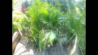 Mexican Fan Palm not Fool proof this far north [upl. by Hoye]