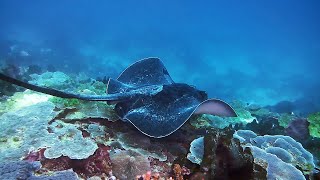 Stunning Stingray Sighting on Pemba Reef [upl. by Lemmie39]