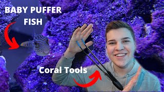 BUYING A BABY SALTWATER PUFFER FISH  Aquarium Tool Unboxing [upl. by Alysoun510]