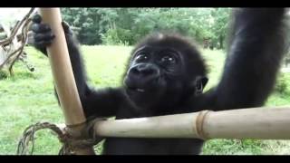 Baby Gorilla Blog 6 [upl. by Oicirtap]