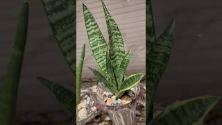 Snake Plant snakeplant lawn plantlover naturelovers decoration ytshorts viralshorts [upl. by Anallij404]