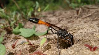 Sand Wasp digging a burrow [upl. by Watanabe569]