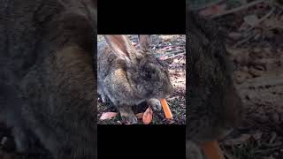 Wild rabbit eating carrot for the first time [upl. by Aiuqal833]