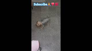 Omgg🤣😅Nara🐶🐕 hunting the ball frog😱🐸🐸videocatvideosshortsshortreelsreel1k100k100dogdogs [upl. by Aerbas]