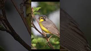 Wild Bird passeriformes birds cantodepassaros nature cantodeaves tropicalplant exoticplant [upl. by Tertias394]