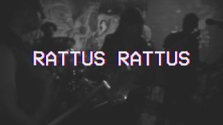 Rattus Rattus  Tic Tac [upl. by Zetniuq]