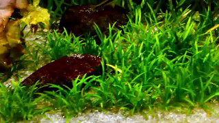 PLANTAS AQUÁTICAS LOW TECH CARPETE SAGITTARIA SUBULATA [upl. by Haik]