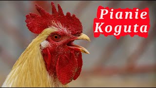 Pianie Koguta 🐓 pobudka w wykonaniu koguta [upl. by Innavoig]