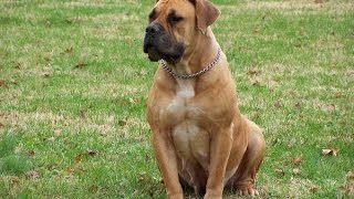 Boerboel Boerboel sudafricano  Raza de Perro [upl. by Saenihp]