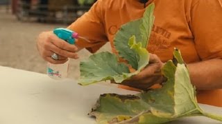 How to Kill Mildew on a Pumpkin Plant  Pumpkin Gardening [upl. by Kos]