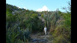 FIELD TRIP WITH PATRICK BLANC IN CUBA 2  HUMBOLDT SIERRA MAESTRA amp JARUCO [upl. by Reniti]