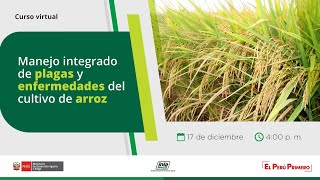 Manejo integrado de plagas y enfermedades del cultivo de arroz [upl. by Annoyi]