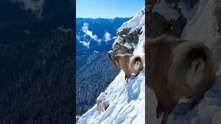 The Art of Climbing Mountain Goats in Action [upl. by Samford]