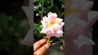 Coming some beautiful flowers on our roof garden [upl. by Erikson938]