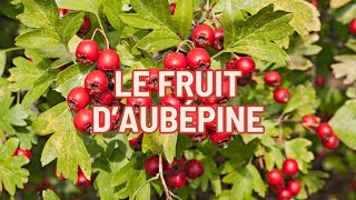 Le fruit dAubépine [upl. by Adnarb775]