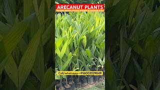 Arecanut plants🌱arecanut farming betelnut supari shorts new viralvideo subscribe northeast [upl. by Eisoj]