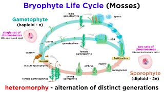 Bryophytes and the Life Cycle of Plants [upl. by Cordula]