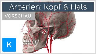 Hauptarterien von Kopf und Hals Vorschau  Kenhub [upl. by Hevak]