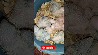 Hand feeding conure bird  Pineapple conure baby  Pineapple conure  Yellow sided conure [upl. by Ziana]