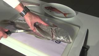 How To Fillet Fish Mulloway [upl. by Tiossem126]