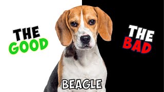 BEAGLE  PROS amp CONS [upl. by Hadleigh138]