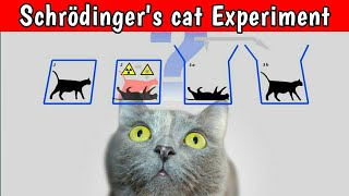 Schrodingers cat experiment Explained in hindi  Quantum physics shorts [upl. by Elvera]