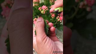 kalanchoe leaf growing plant short video [upl. by Annazus]