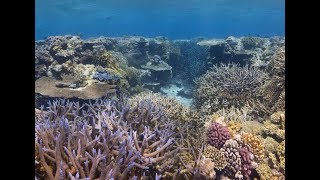 Coral spawning Great Barrier Reef 2018 [upl. by Thebault213]