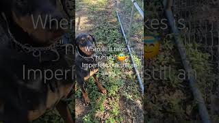 Gate Manners wCorrection puppy noyellingrequired dobermanpuppy [upl. by Cristine614]