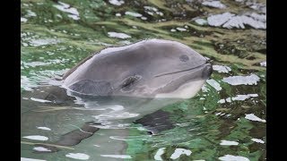 Bruinvissen  Harbour Porpoises  Dolfinarium Harderwijk [upl. by Ettevets255]