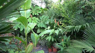 Our Small Tropical Garden 5 years of growth 2019  2023 [upl. by Padgett766]