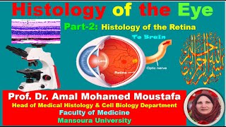 2 Histology of the Eye Retina Fovea centralis amp blind spot Dr Amal Moustafa [upl. by Haliek]