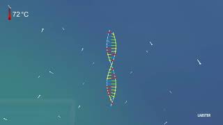 Polymerase Chain Reaction  Amplify DNA for Analysis 3D animation by Labster [upl. by Ybbob]