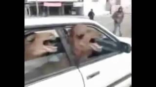 Two Angry Camels in a Tiny Car argues with spitting goat [upl. by Ahsimik719]