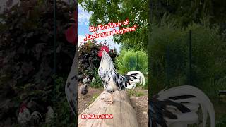 Sir Excalibur of „Exchequer Leghorn“ 🐓 Unser schöner Hahn kräht 🐓 rooster exchequer leghorn [upl. by Berna]