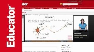 Neuron Structure [upl. by Tiedeman]