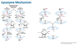 Lysozyme Mechanism  Biochemistry [upl. by Caldera903]