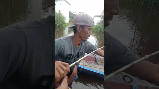 mancing ikan kelabau besar [upl. by Naired]