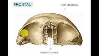 FRONTAL [upl. by Cappello]