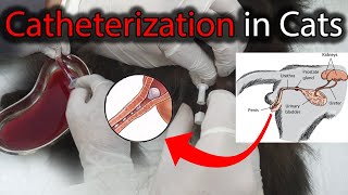 Urethral Catheterization Procedure in Male Cat having Urinary Retention  Feline  How to [upl. by Sausa]