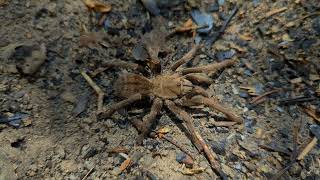 ornithoctoninae sp Vietnam  ornithoctoninae veronica dwaft footage  tarantula in the wild [upl. by Idoux]