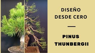 Bonsai Pinus Thunbergii  Diseño y modelado desde cero [upl. by Nylrats304]